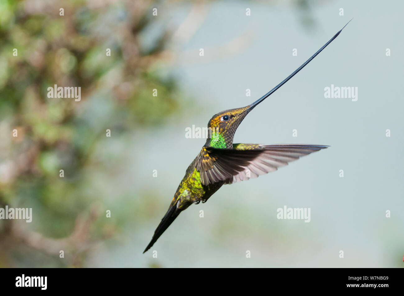 Spada fatturati hummingbird (Ensifera ensifera) profilo in volo, riserva Yanacocha, Jocotoco Foundation, 3,200m di altitudine sul pendio ovest del vulcano Pichincha, Andino cloud forest, Ecuador Foto Stock