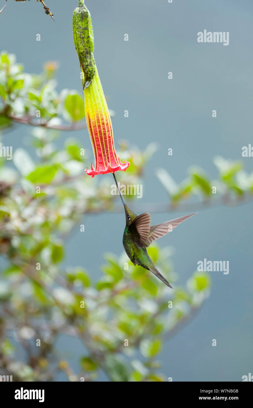 Spada fatturati hummingbird (Ensifera ensifera) che mostra in che modo utilizza il suo becco lungo per alimentare su specifici fiori, riserva Yanacocha, Jocotoco Foundation, 3,200m di altitudine sul pendio ovest del vulcano Pichincha, Andino cloud forest, Ecuador Foto Stock