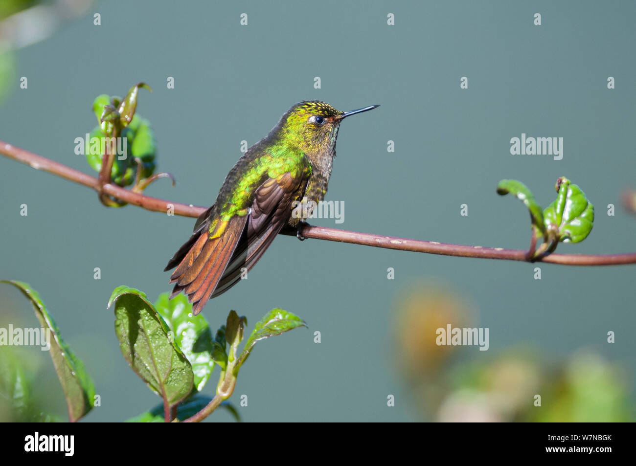 Tyrian metaltail (Metallura tyrianthina) profilo, riserva Yanacocha, Jocotoco Foundation, 3,200m di altitudine sul pendio ovest del vulcano Pichincha, Andino cloud forest, Ecuador Foto Stock