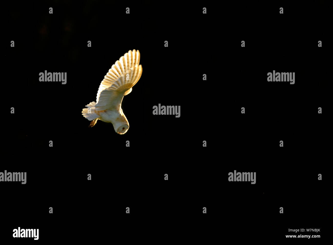 Il barbagianni (Tyto alba) caccia, UK, Giugno Foto Stock