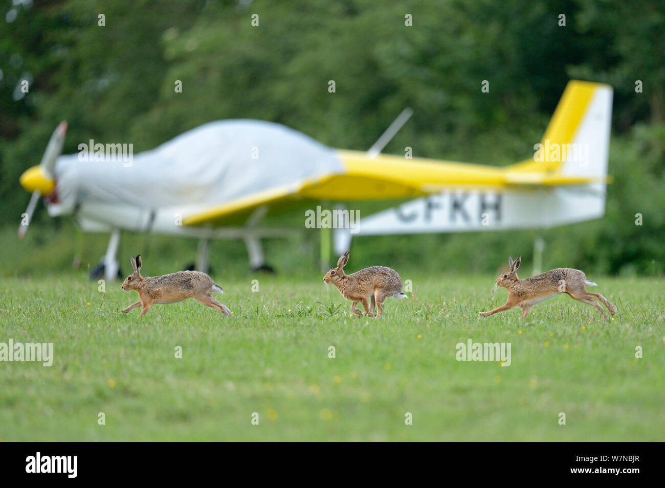 Unione della lepre (Lepus europaeus) corteggiamento chase infront di aeromobili leggeri, UK, Giugno Foto Stock