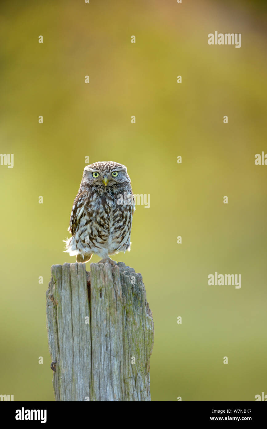 Piccolo gufo (Athena noctua) sul post, UK, Giugno Foto Stock