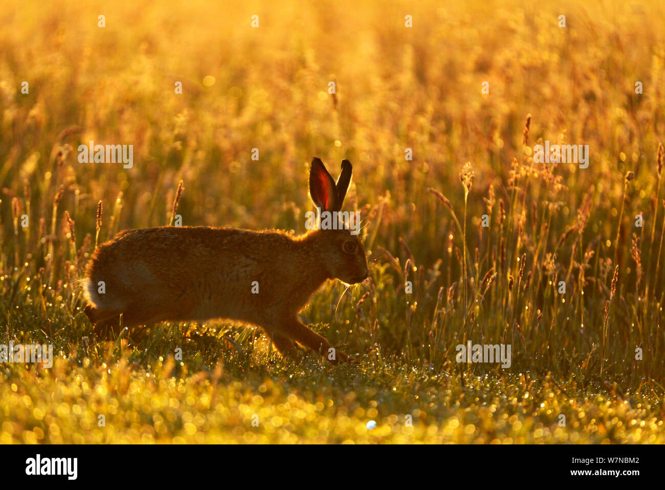 Unione lepre (Lepus europaeus) silhoutted acceso al sunrise, UK, Giugno Foto Stock