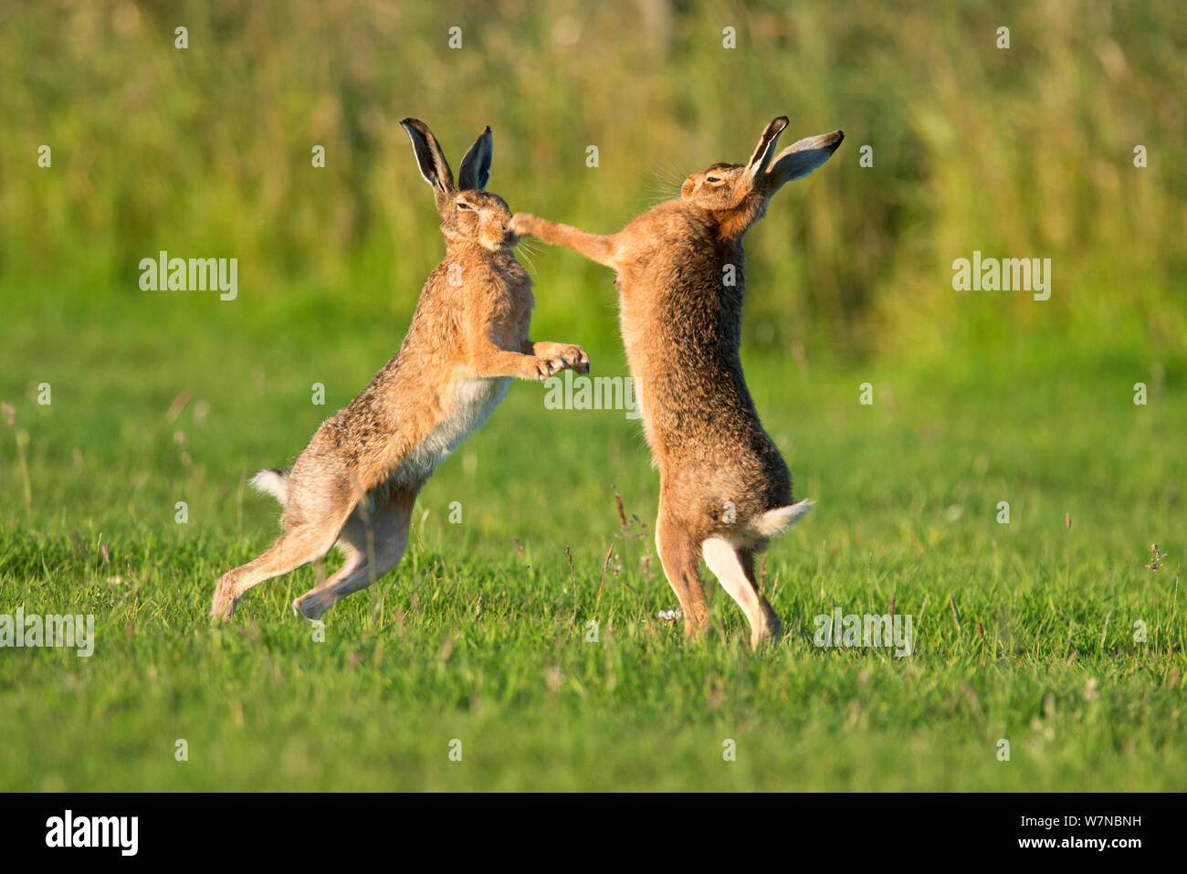 Unione della lepre (Lepus europaeus) pugilato, REGNO UNITO Foto Stock