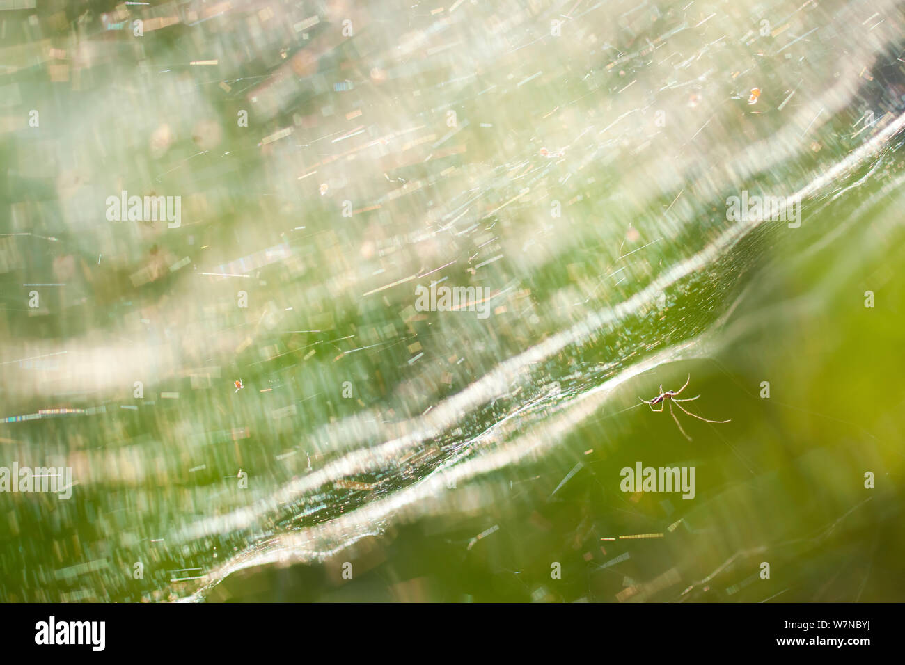 Imbuto Web Spider Agelena (sp) aggiunta al web moquette, un esempio di aracnide semi-comportamento sociale dove colonie di cooperare per spin grande foresta veli. Dzanga-Ndoki National Park, Repubblica Centrafricana. Foto Stock