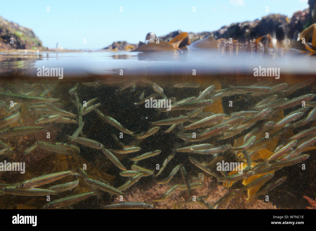 A livello diviso vista di una secca di aringa atlantico fry (Clupea harengus) nuotare in un passato rockpool fronde di Kelp (Laminaria sp.), vicino a Colchester, Regno Unito, Agosto. Foto Stock