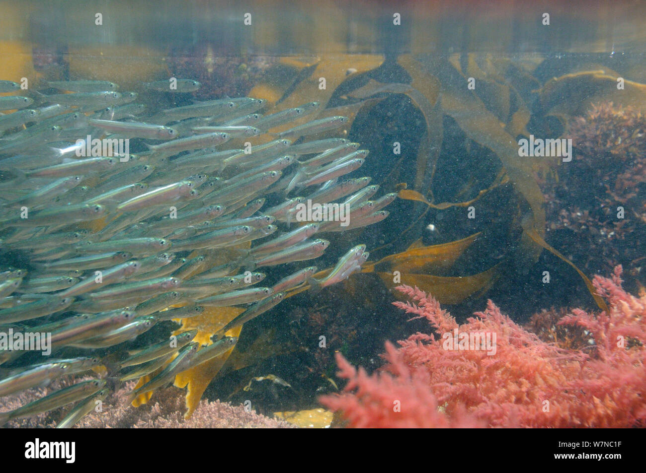Secca di aringa atlantico fry (Clupea harengus) nuotare in un passato rockpool kelp fronde e arpione infestante (Asparagopsis armata), vicino a Colchester, Regno Unito, Agosto. Foto Stock