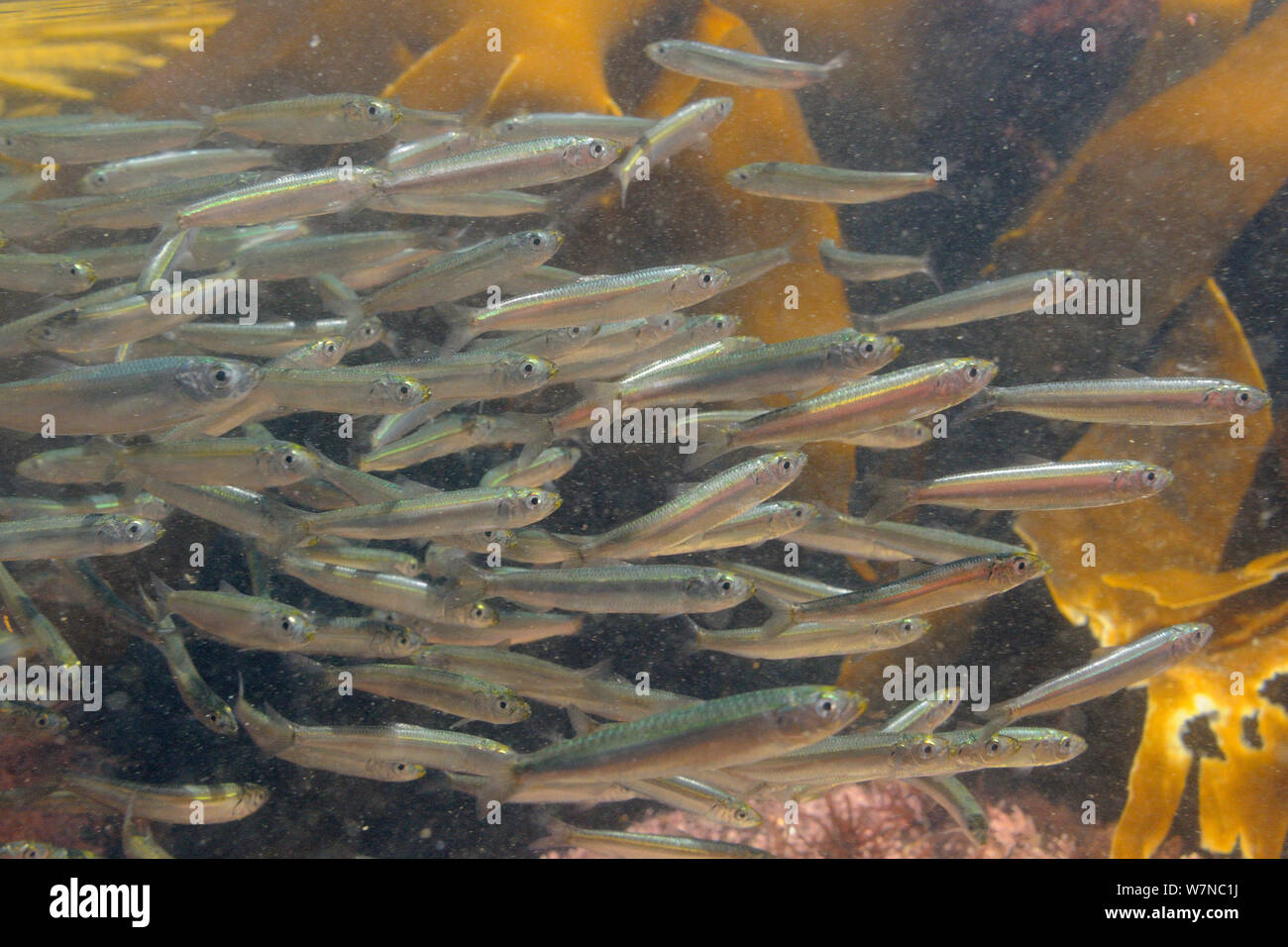 Secca di aringa atlantico fry (Clupea harengus) nuotare in un passato rockpool kelp fronde, vicino a Colchester, Regno Unito, Agosto. Foto Stock