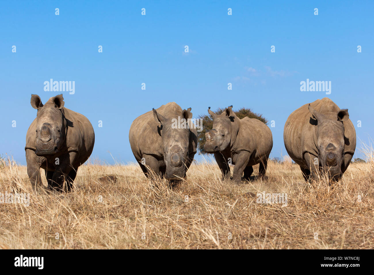 Dehorned rinoceronte bianco (Ceratotherium simum) su rhino farm, Klerksdorp, nord ovest della provincia, Sud Africa, Giugno 2012 Foto Stock