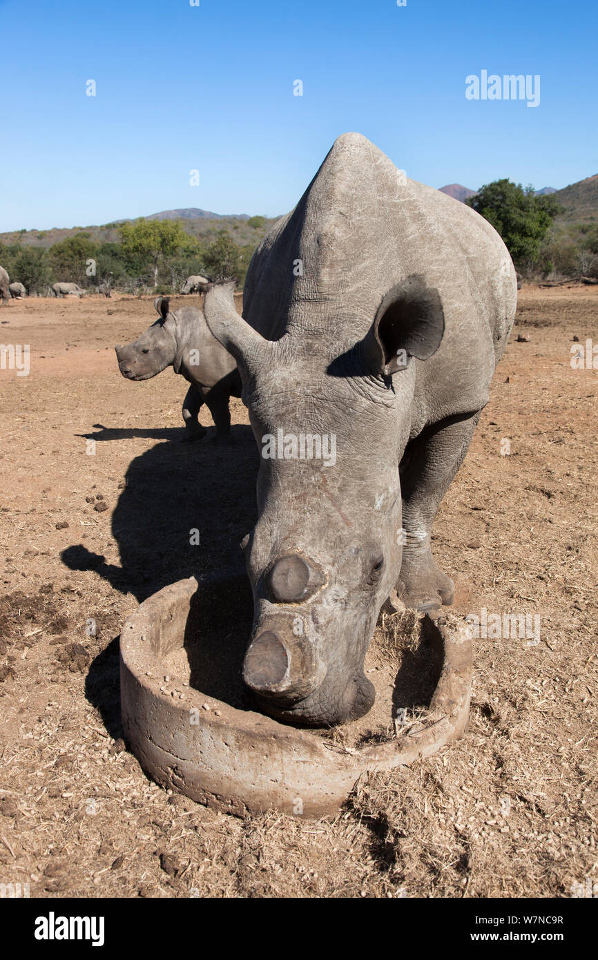 Dehorned rinoceronte bianco (Ceratotherium simum) con vitello su rhino farm, gioco Mauricedale ranch, Mpumalanga, Sud Africa, Giugno 2012 Foto Stock Dehorned rinoceronte bianco (Ceratotherium simum) con vitello su rhino farm, gioco Mauricedale ranch, Mpumalanga, Sud Africa, Giugno 2012 Foto Stock