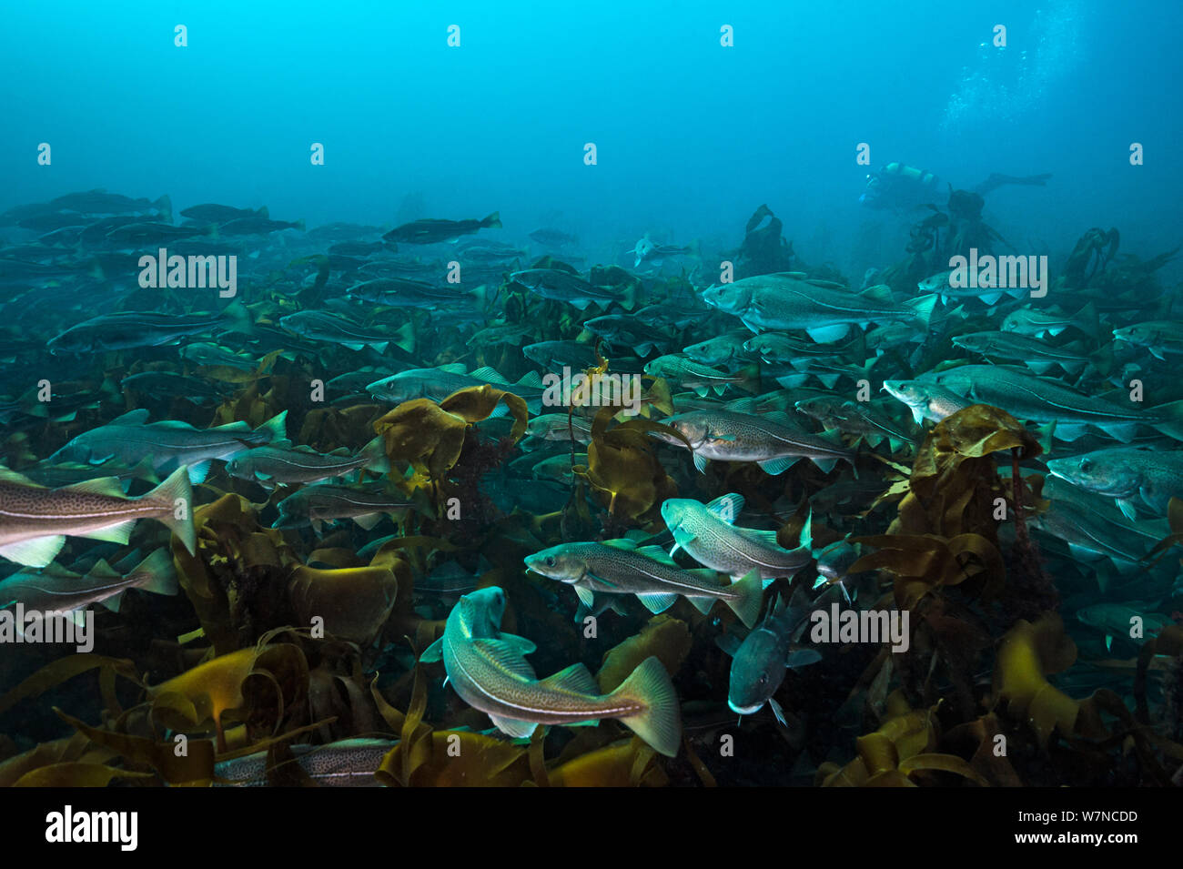 Un subacqueo nuota con una aggregazione di merluzzo bianco (Gadus morhua) su una foresta di kelp. Questi cod erano riuniti in primavera della costa nord di Islanda per deporre le uova. Thorshofn, Islanda. Oceano Atlantico settentrionale. Aprile 2012 Foto Stock