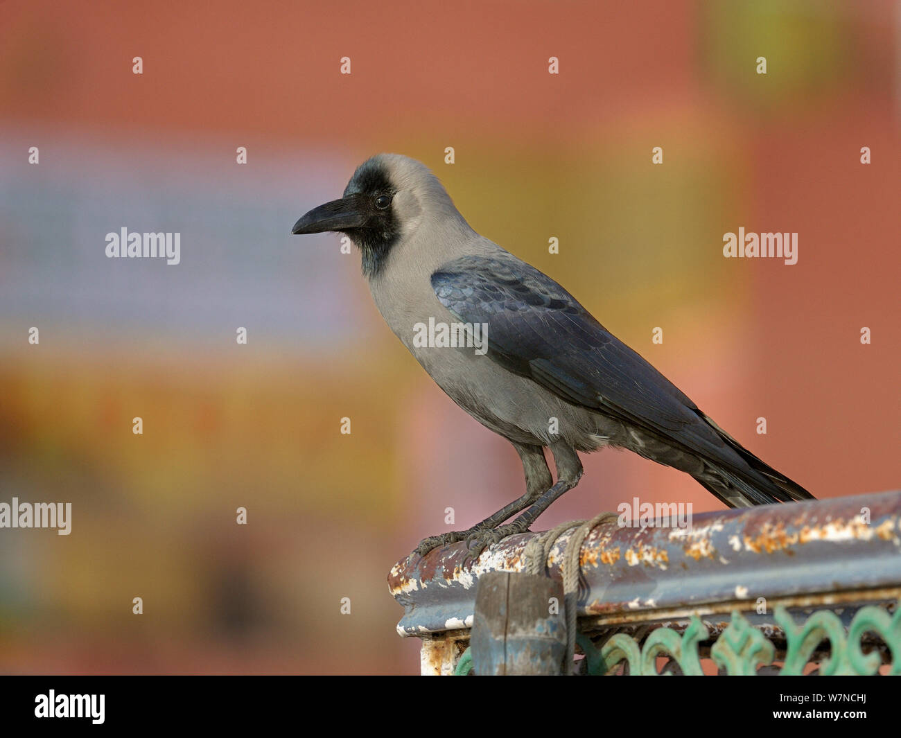 Casa crow (Corvus splendens) Varanasi, India, Febbraio Foto Stock