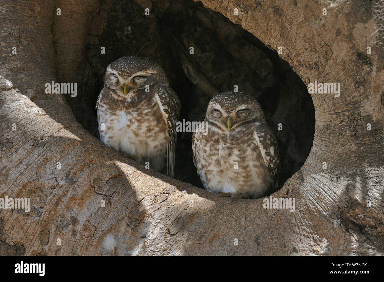 Avvistato owlets (Athene brama) due seduta nella struttura Nido, Parco Nazionale di Kanha, Madhya Pradesh, India, Marzo Foto Stock