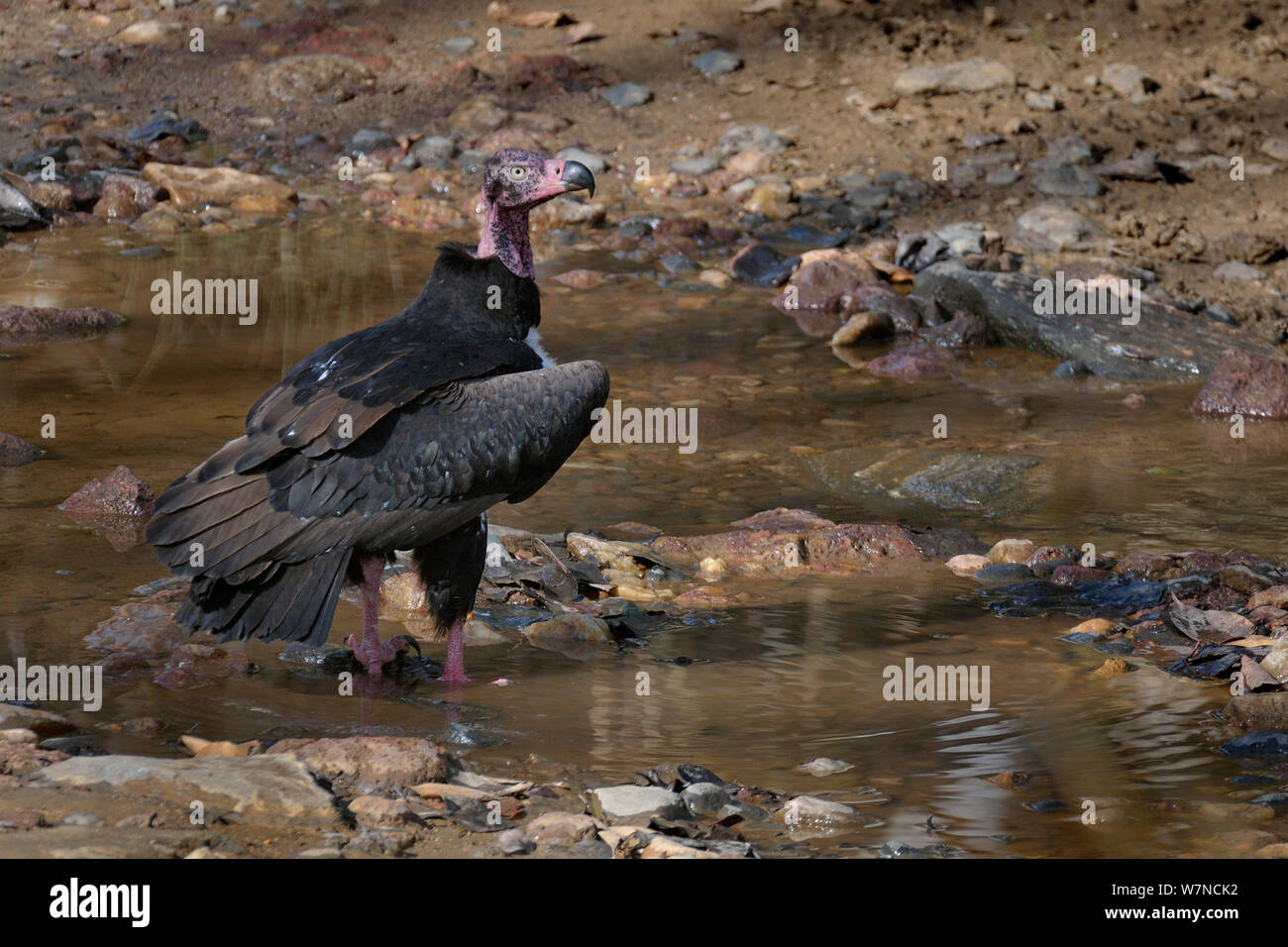 Testa rossa / Asian king vulture (Sarcogyps calvus) nel fiume, Parco Nazionale di Kanha, Madhya Pradesh, India, Marzo Foto Stock