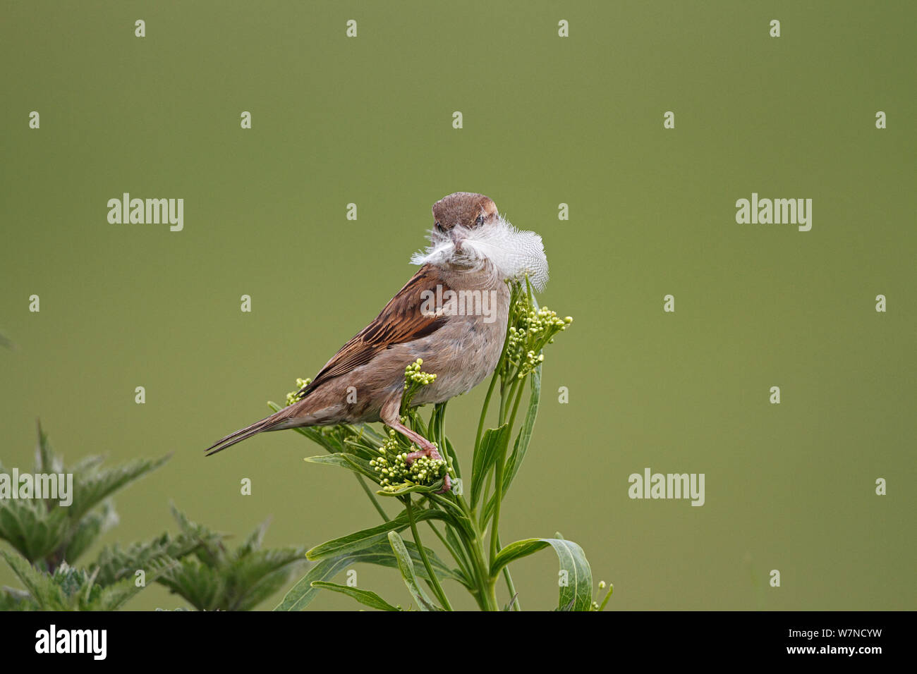 Casa passero (Passer domesticus) femmina con piuma per nidificazione, Wirral Merseyside, Regno Unito Giugno Foto Stock