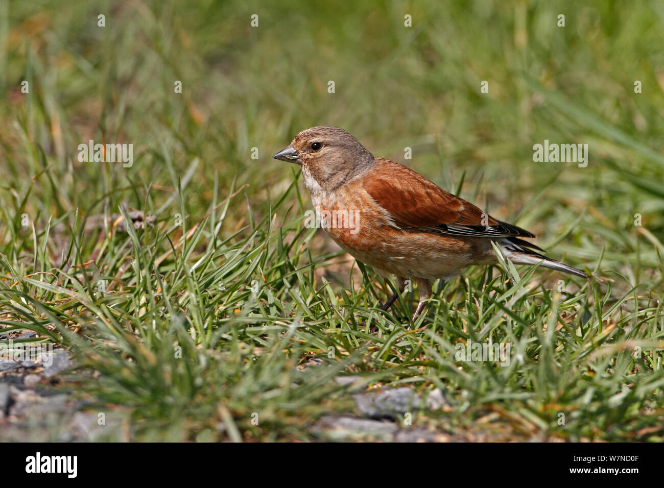 Linnet (Carduelis cannabina) maschio rovistando in corrispondenza del bordo del campo su terreni agricoli, CHESHIRE REGNO UNITO Giugno Foto Stock