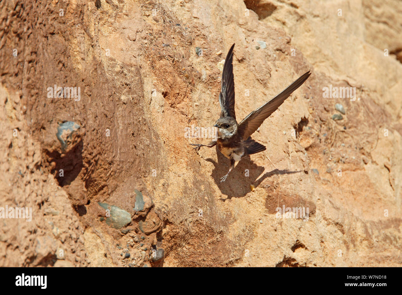 Sabbia Martin (Riparia Riparia) in atterraggio sulla scogliera a fare il nido foro, Wirral MERSEYSIDE REGNO UNITO Giugno Foto Stock