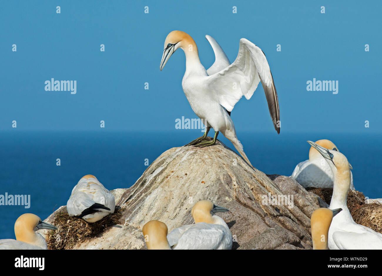 Northern gannet (Morus bassanus) visualizzazione di uccelli circostante, grande isola Saltee, Wexford, Irlanda, Giugno Foto Stock