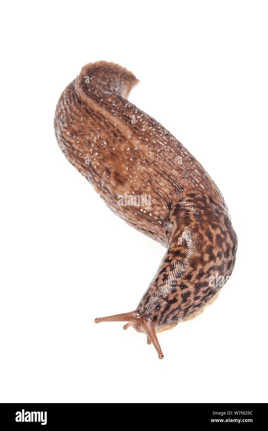 Grande Grigio / Leopard Slug {Limax maximus} fotografato su uno sfondo bianco. Derbyshire, Regno Unito. Luglio Foto Stock