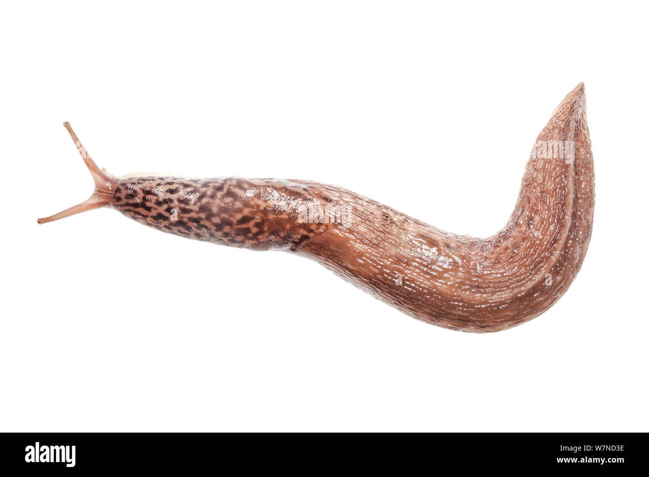 Grande Grigio / Leopard Slug (Limax maximus) fotografato su uno sfondo bianco. Derbyshire, Regno Unito. Luglio Foto Stock