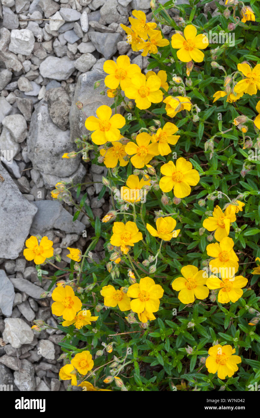 Comune di Rock Rose {Helianthemum nummularium} cresce su pendio ripido tra affioramento di calcari. Lathkill Dale Riserva Naturale Nazionale, Parco Nazionale di Peak District, UK. Giugno. Foto Stock