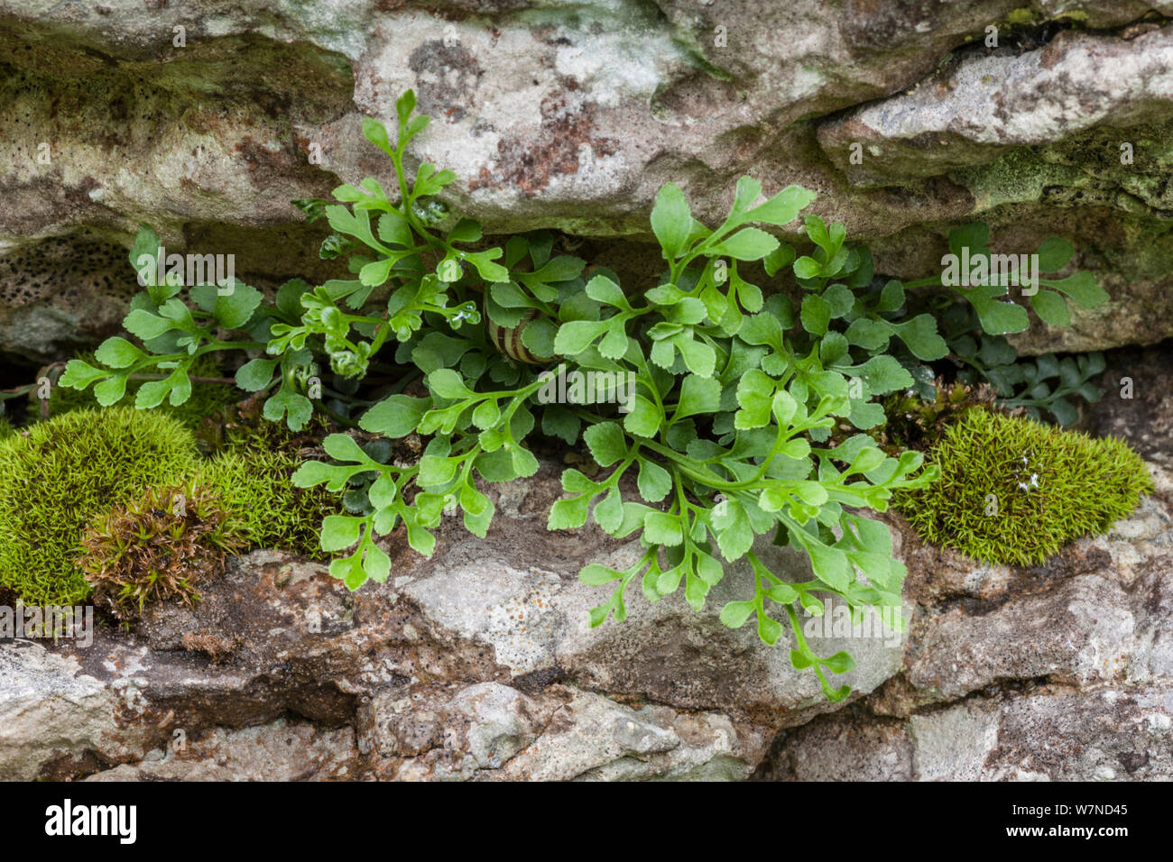 Parete Rue Spleenwort (Asplenium ruta-muraria) crescono fuori da una fessura in una roccia calcarea. Lathkill Dale NNR, Parco Nazionale di Peak District, UK. Giugno. Foto Stock