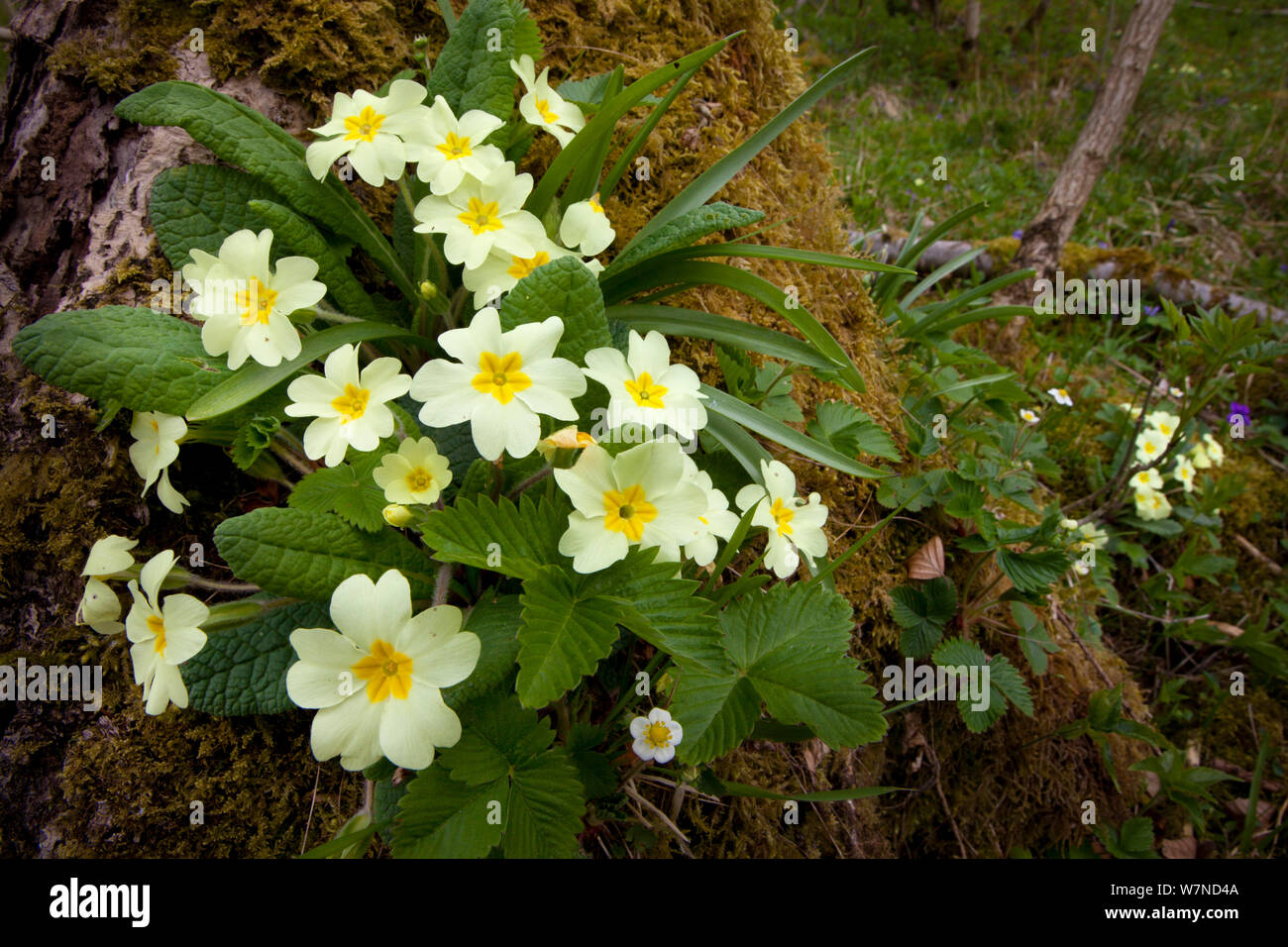 Comune di primule {Primula vulgaris} fioritura nella radura boschiva, Yorkshire Dales National Park, Regno Unito. Aprile. Foto Stock