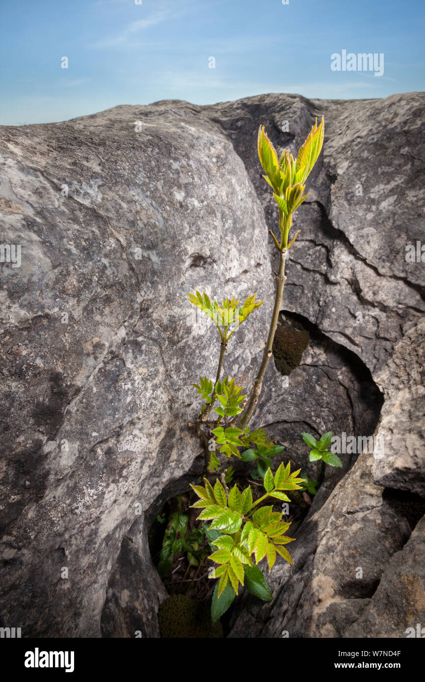 Il Frassino (Fraxinus excelsior) cresce in gryke protettivo o fessura nella pavimentazione di pietra calcarea, Yorkshire Dales, UK. Aprile. Foto Stock