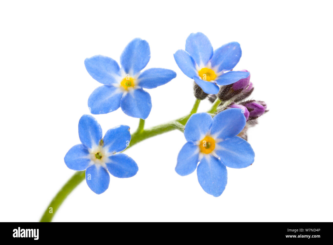 Legno Forget-Me-Non (Mysotis sylvatica), UK. Aprile Foto Stock