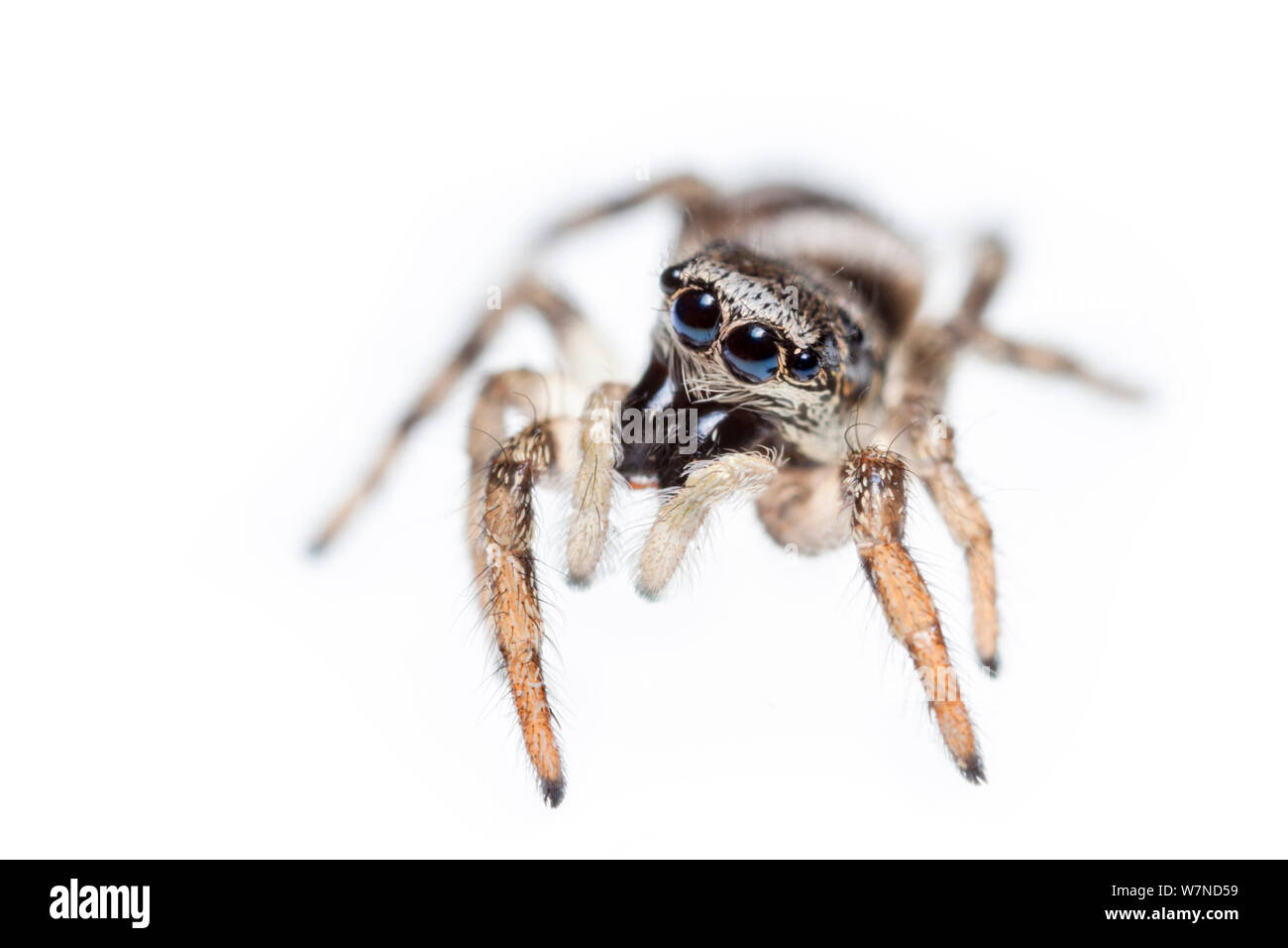 Zebra spider (Salticus scenicus) Parco Nazionale di Peak District, Derbyshire, Regno Unito. Settembre. Foto Stock