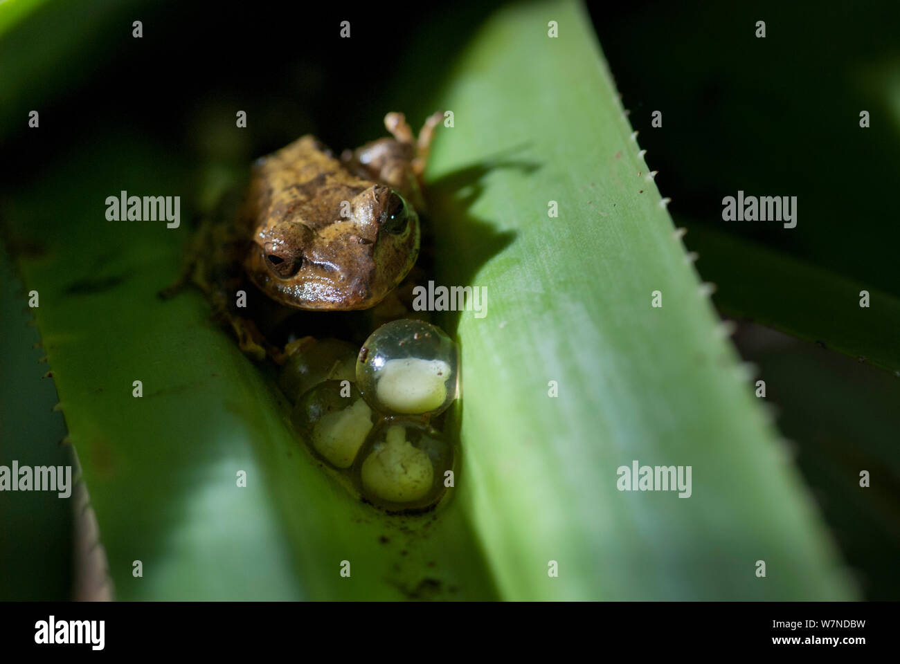 Isole Figi Raganella (Platymantis vitiensis) con uova deposte in foglie di pandanus tree (Pandanus tectorius) Figi. Foto Stock