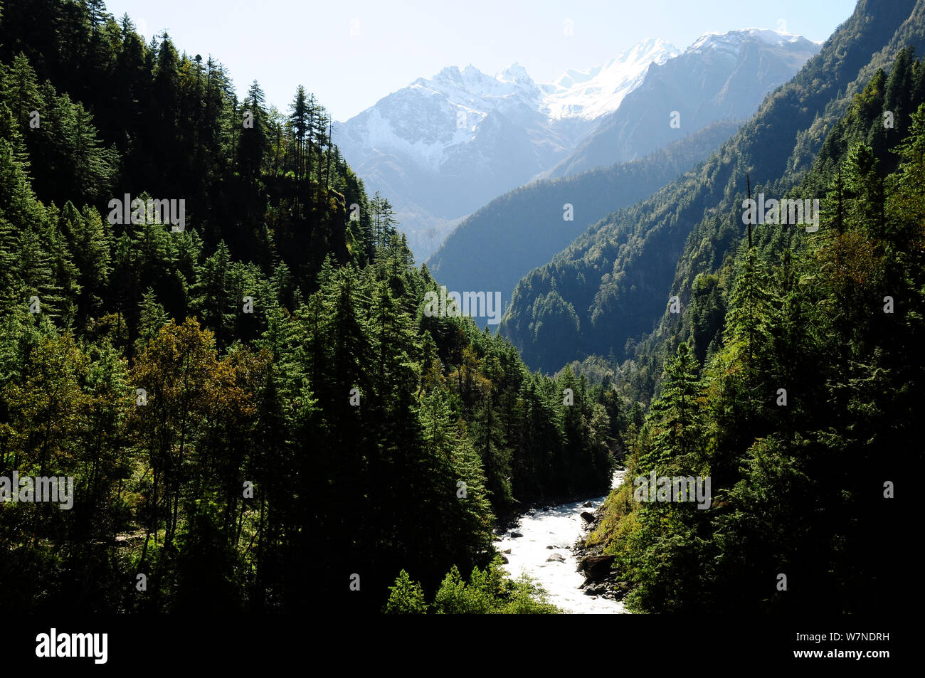 Le foreste di conifere in Dudh Khola River Valley, Annapurna Conservation Area, Himalaya, Nepal, ottobre 2009. Foto Stock