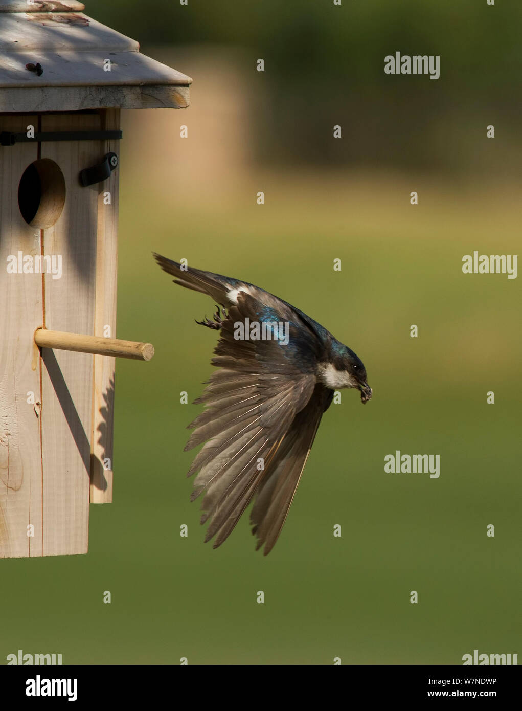 Tree swallow (Tachycineta bicolore) femmina fecale rimozione sac dal nido, Aurora, Colorado, Stati Uniti d'America, Giugno Foto Stock