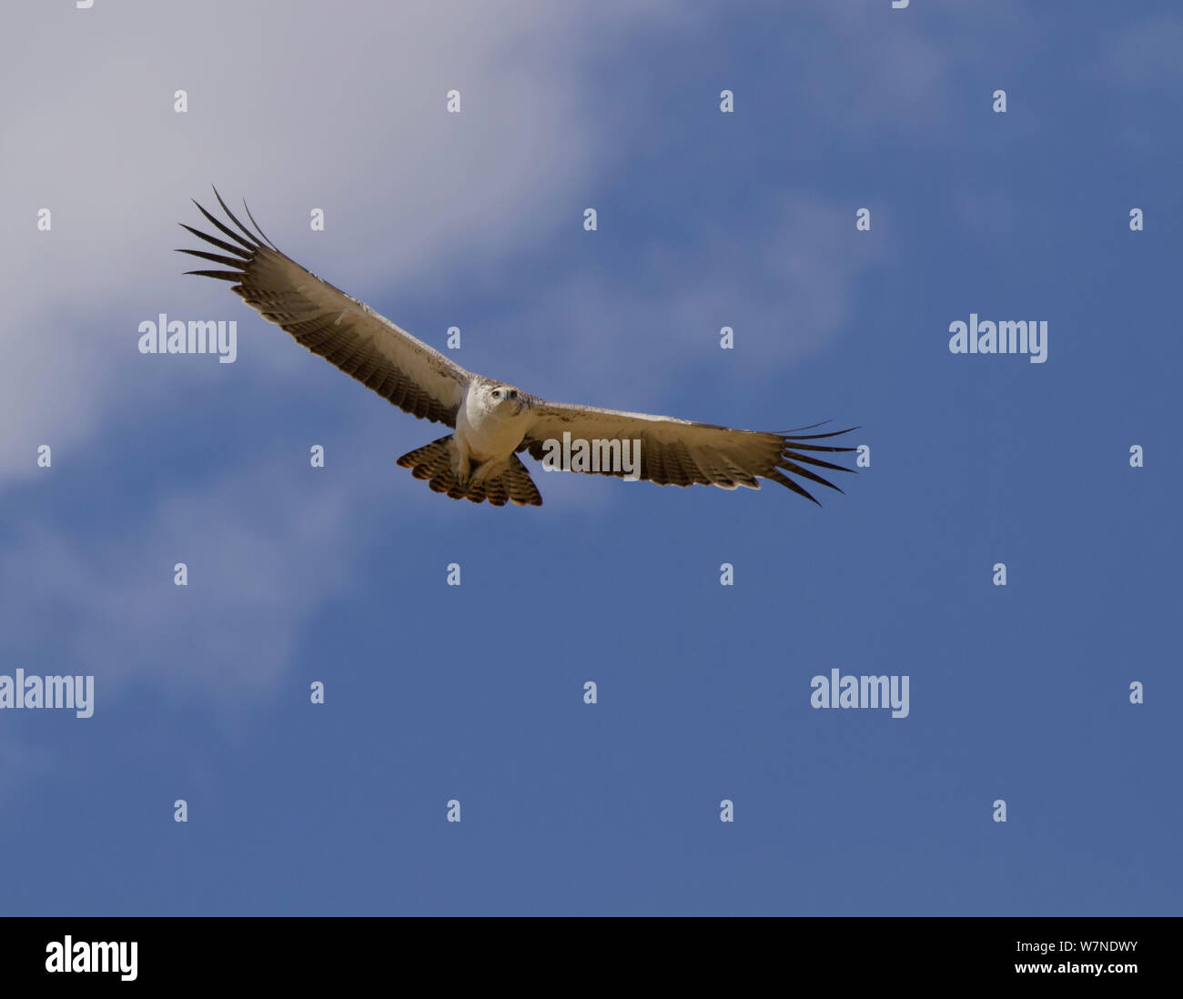 Martial eagle (Polemaetus bellicosus) in volo overhead, Parco Nazionale di Tarangire e, Tanzania Foto Stock