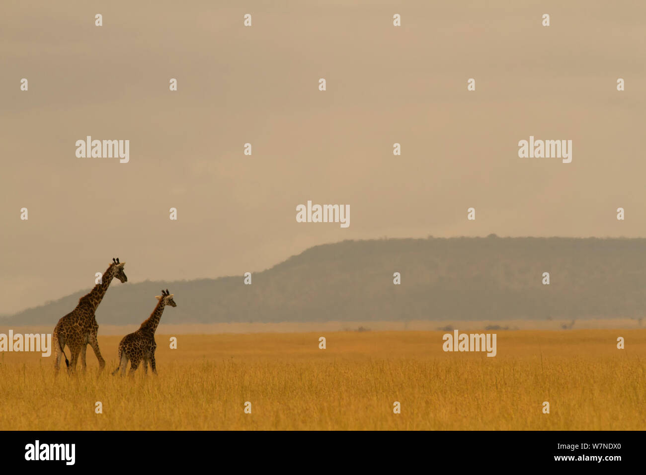 Masai giraffe (Giraffa camelopardalis) e il suo giovane sulla savana paesaggio all'alba, Serengeti National Park, Tanzania Foto Stock
