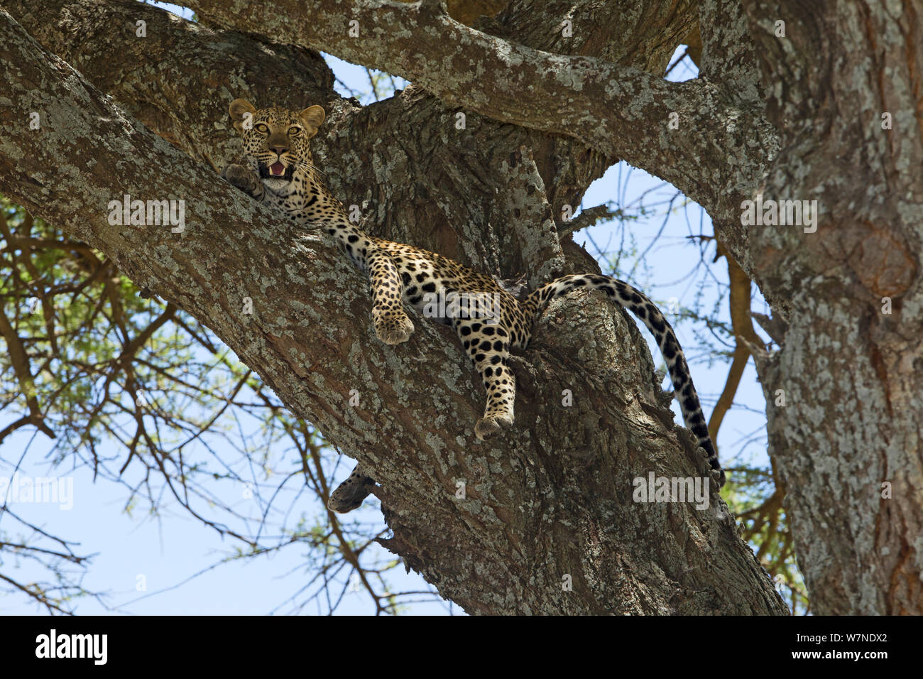 Leopard (Panthera pardus) alta in una struttura ad albero in modo che abbia un ottimo punto panoramico per la potenziale preda. Esso inoltre si arrampica su alberi per evitare gli insetti, prendere un po' di brezza e scappare dai suoi nemici. Parco Nazionale del Serengeti, Tanzania Foto Stock