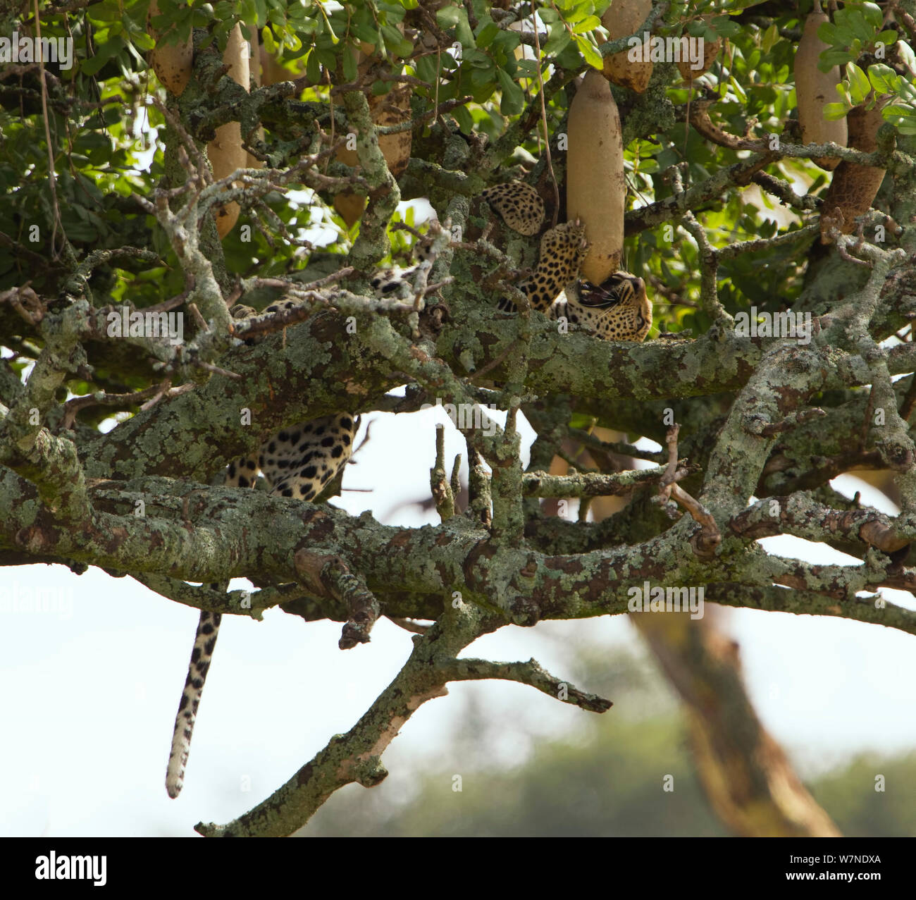 Leopard (Panthera pardus) giocando con i frutti di una salsiccia tree (Kigalia africana) Serengeti National Park, Tanzania Foto Stock