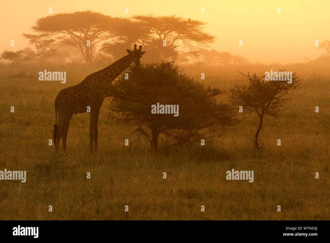 Masai giraffe (Giraffa camelopardalis) si alimenta su foglie di Acacia presto su una mattinata nebbiosa, Serengeti National Park, Tanzania, Marzo Foto Stock