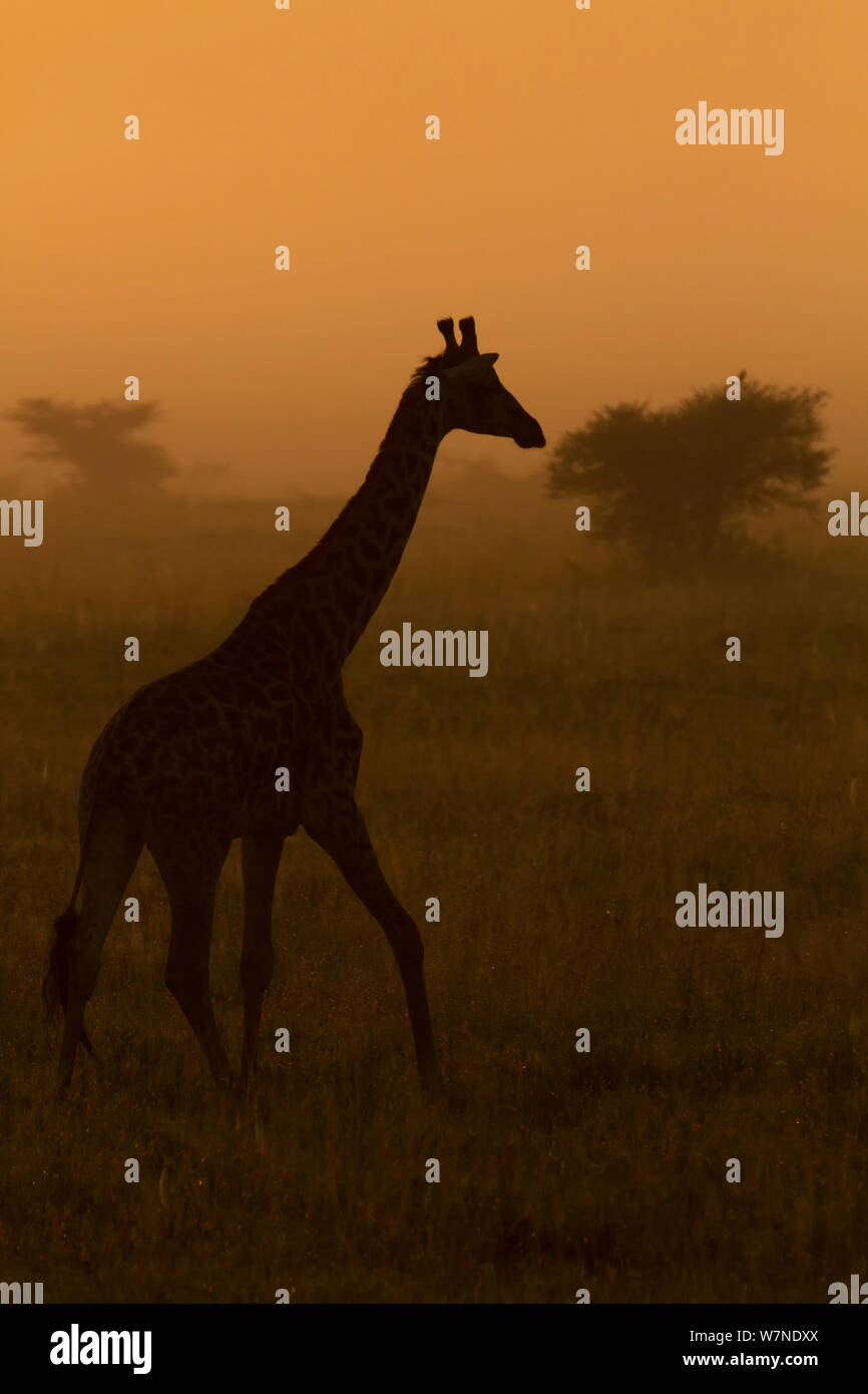 Masai giraffe (Giraffa camelopardalis) su una mattinata nebbiosa, Serengeti National Park, Tanzania, Marzo Foto Stock