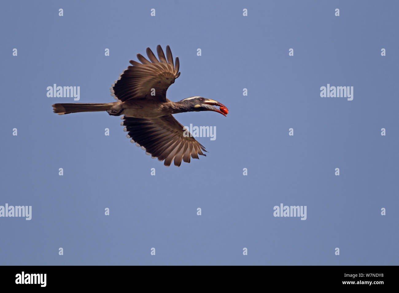 Grigio africano hornbill (Tockus nasutus) in volo, Gambia, Febbraio Foto Stock