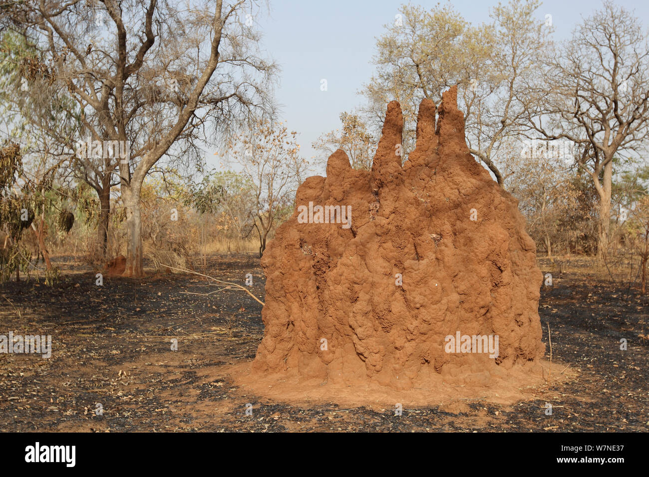 Termite mound (Isoptera) terra bruciata intorno ad esso, Gambia Foto Stock