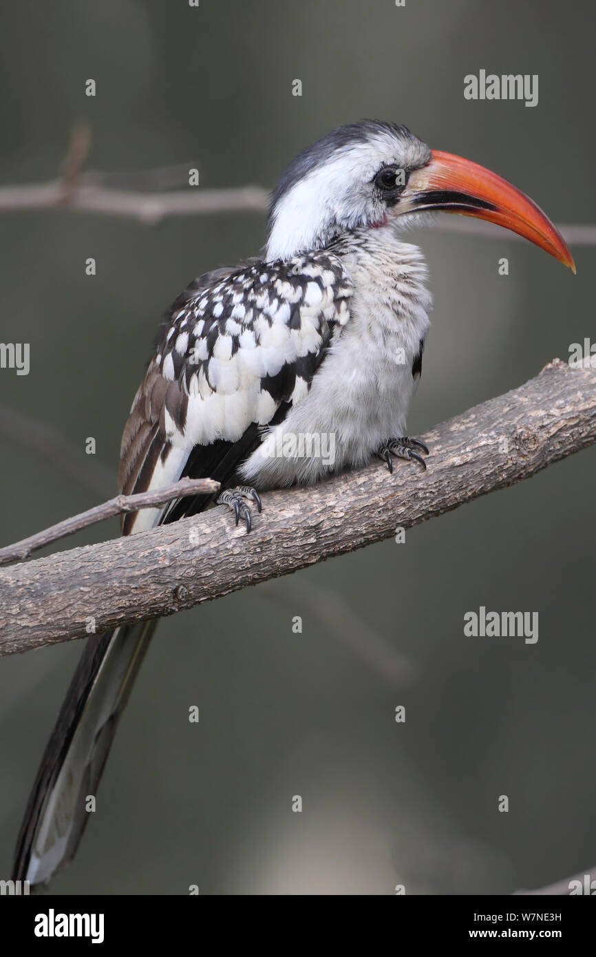 Rosso-fatturati Hornbill (Tockus erythrorhynchus erythrorhynchus) Divisione occidentale, Gambia, Marzo Foto Stock