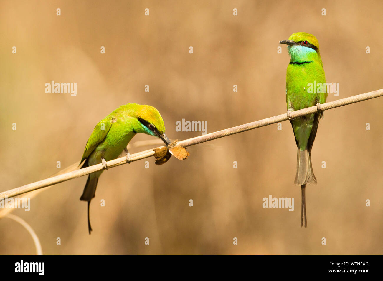 Poco verde i gruccioni (Merops orientalis) uno con preda di insetti, Parco Nazionale di Kanha, Madhya Pradesh, India, Aprile Foto Stock