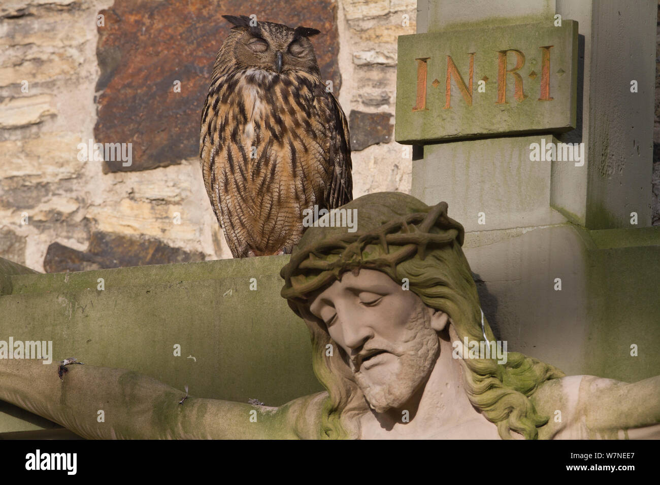 Gufo reale (Bubo bubo), sul crocifisso nel cimitero della Cattedrale Osnabrueck, Renania Settentrionale - Westfalia, Germania, maggio Foto Stock