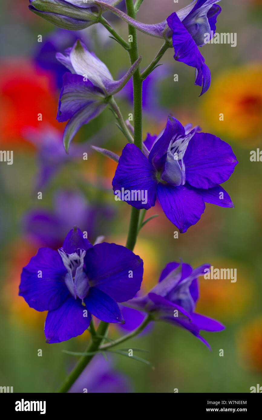 Larkspur (Delphinium ajacis) close up di fiori viola, Germania, Giugno Foto Stock