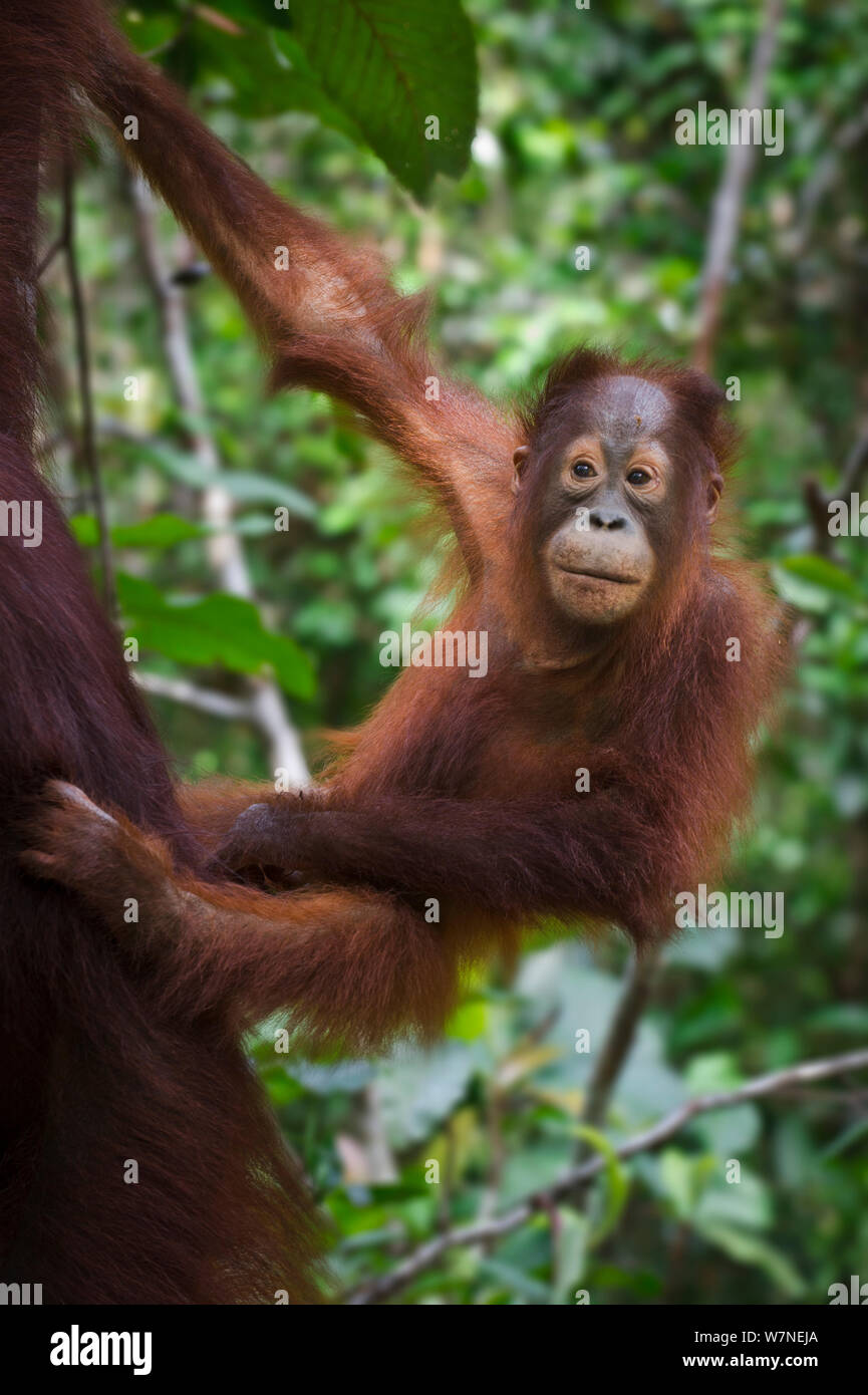 Infant Bornean Orang-Utan (Pongo pygmaeus) aggrappati a sua madre. Camp Leakey, Tanjung messa NP, Kalimantan, Borneo. Foto Stock