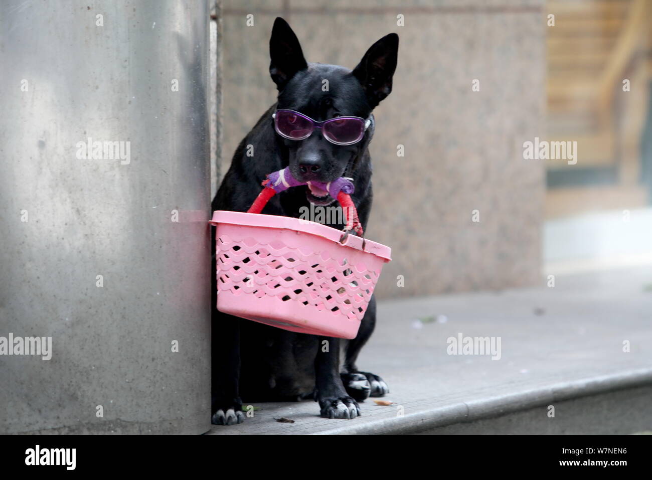 Un cane che indossa un paio di occhiali può contenere un cestello in bocca per attirare i clienti per i suoi proprietari a Chongqing Cina, 17 luglio 2017. Cani indossando coppia Foto Stock