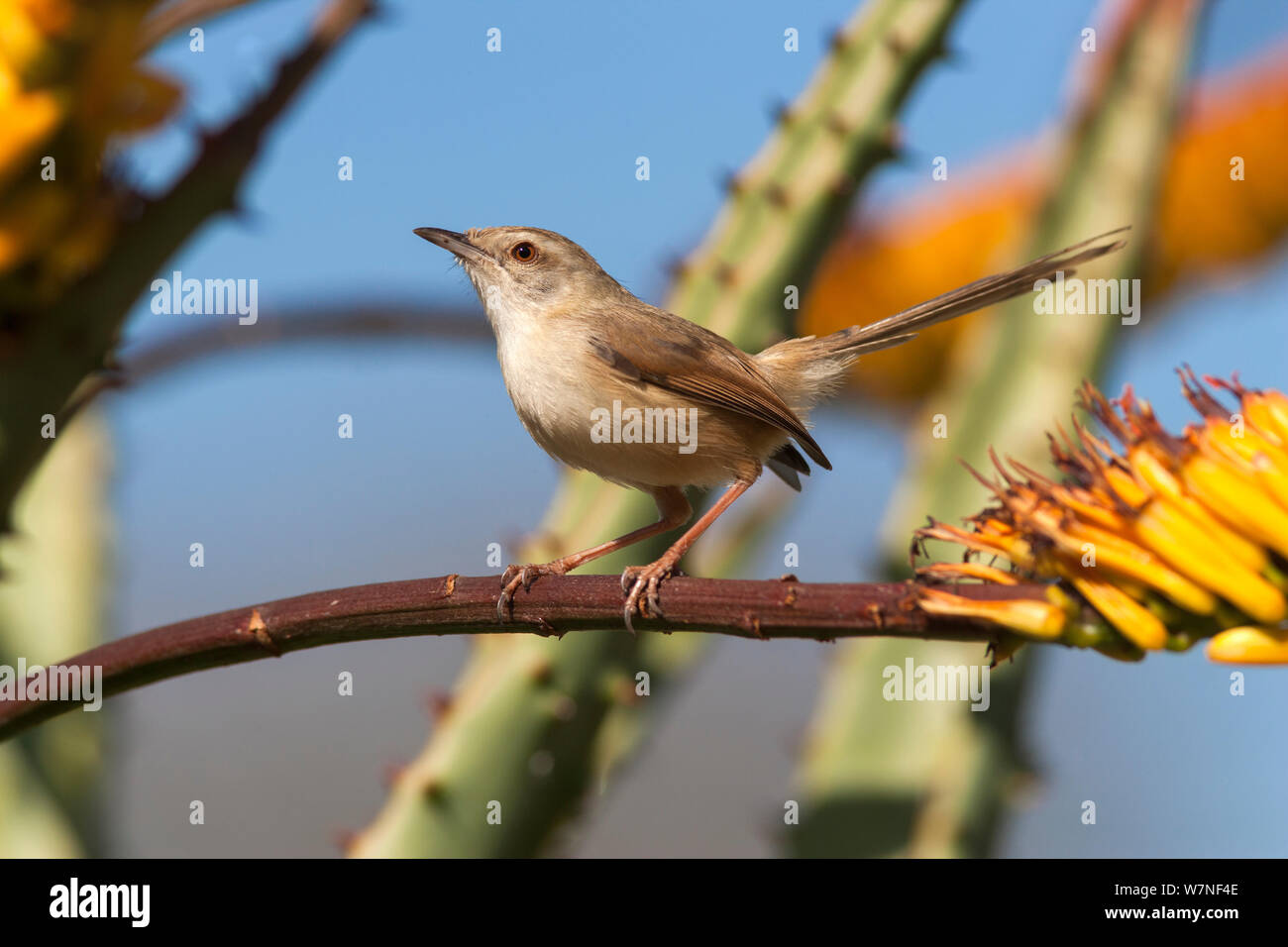 Bruno-fiancheggiata prinia (Prinia subflava), Kruger National Park, Sud Africa, Giugno Foto Stock Bruno-fiancheggiata prinia (Prinia subflava), Kruger National Park, Sud Africa, Giugno Foto Stock