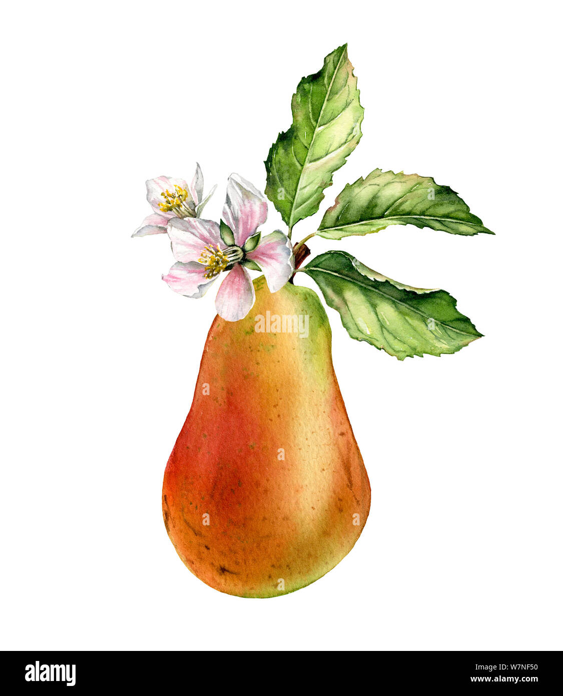 Pera frutto ramo di albero sbocciano i fiori bianchi realistico acquerello botanico illustrazione floreale con il fiore foglie. Ripe juicy cibo esotico golden Foto Stock