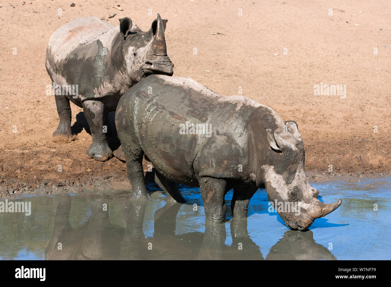 Rinoceronte bianco (Ceratotherium simum) a waterhole, Mkhuze Game Reserve, KwaZulu Natal Sud Africa Foto Stock